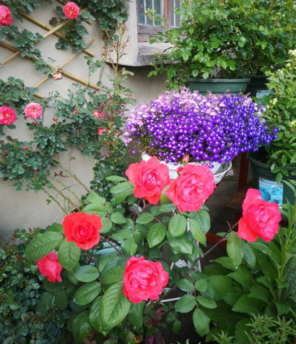 A bed of roses.