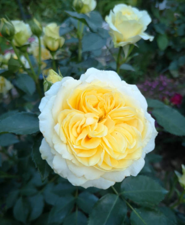 Pale yellow rose