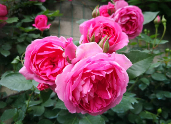 6 Rose Care Tips for Beginners (Easy Guide)