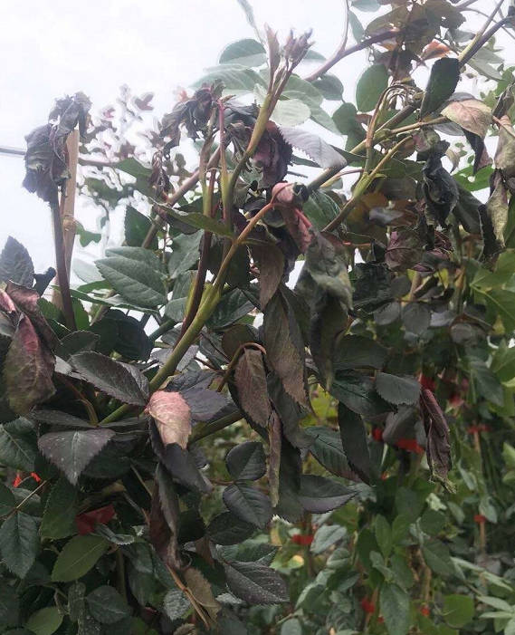 Roses with wilted new shoots