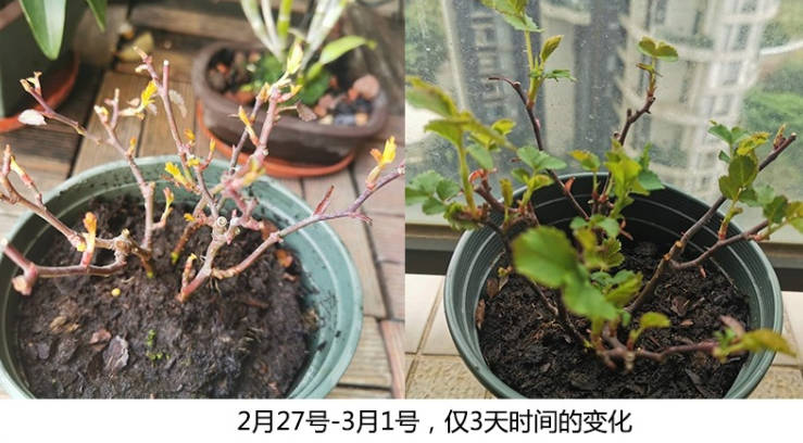 Comparison of rose growth status