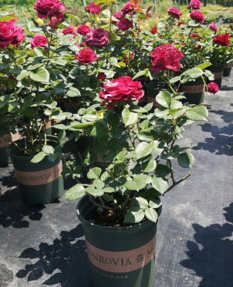 Multi-Pot Rose Bonsai