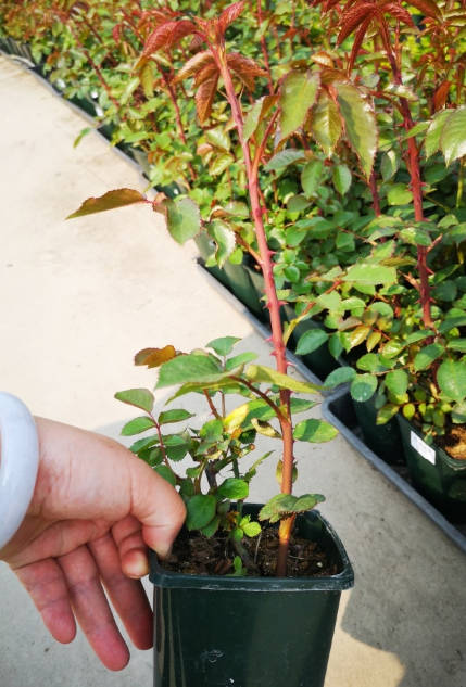 A potted rose plant with very tall branches