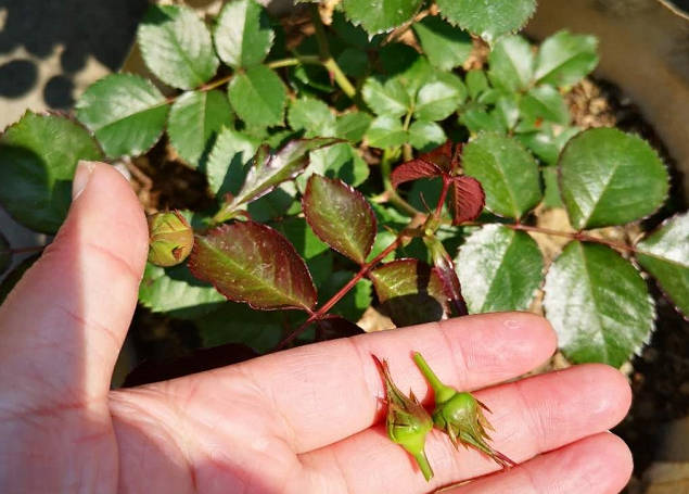 A rosebud from a rose.