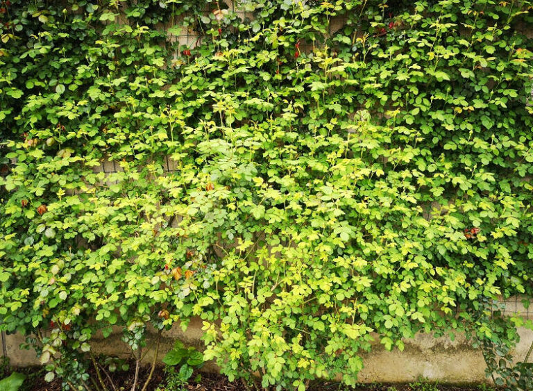 A wall covered in lush, vibrant green foliage.