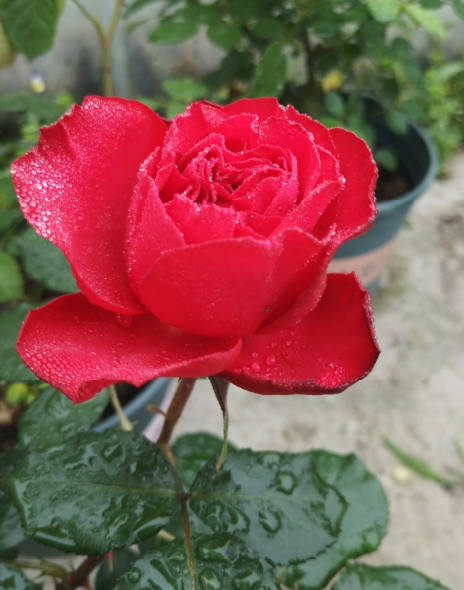 Red Roses
