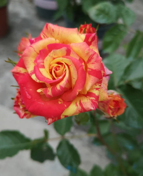 Multi-colored roses