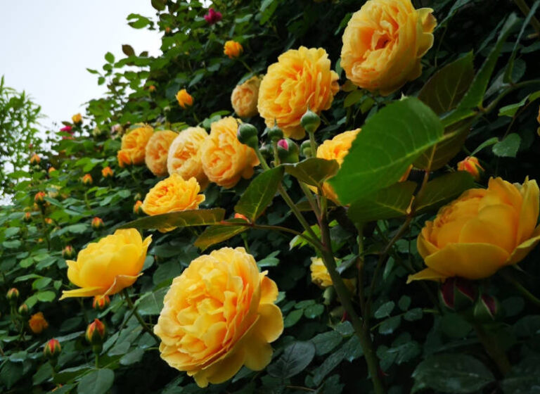 Yellow Rose