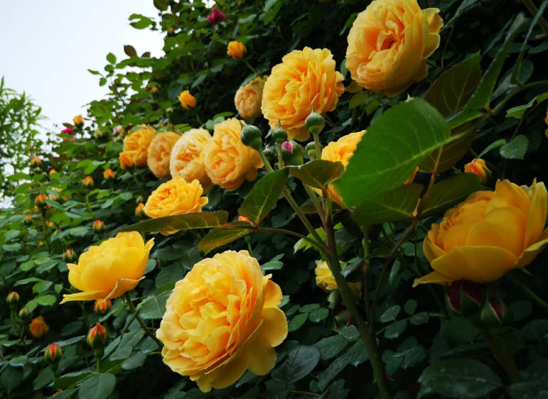 Yellow Rose