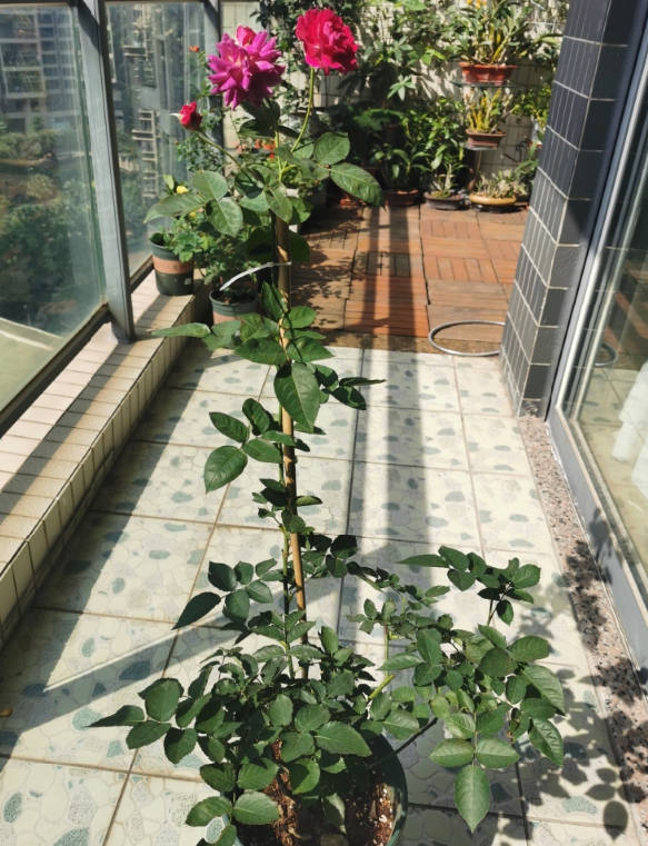 Ungrown Roses