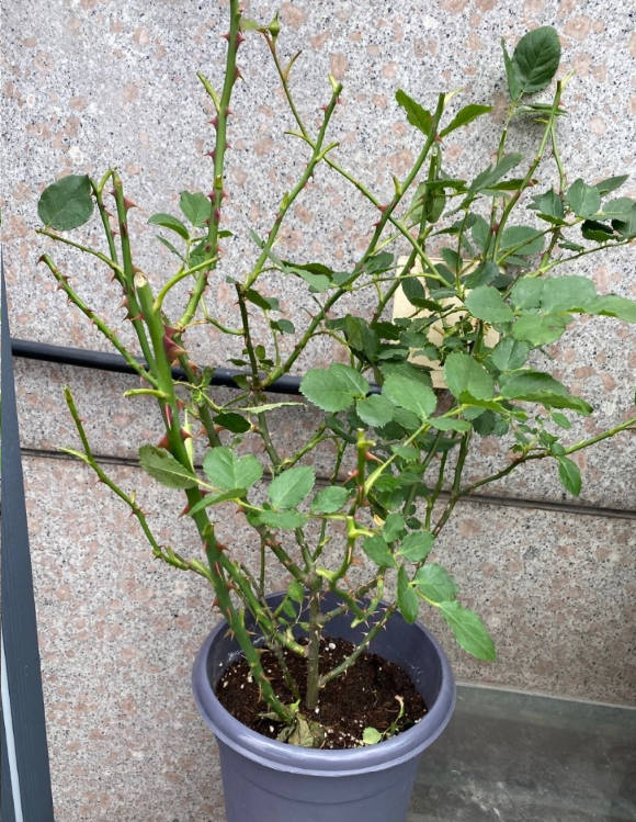 The roses have grown very tall.