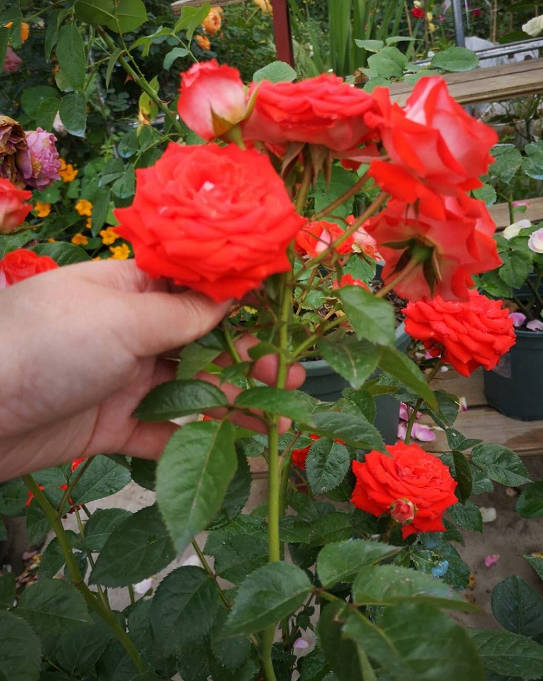 Red Roses