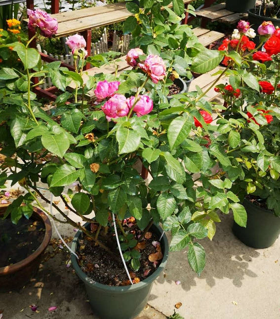 vine rose