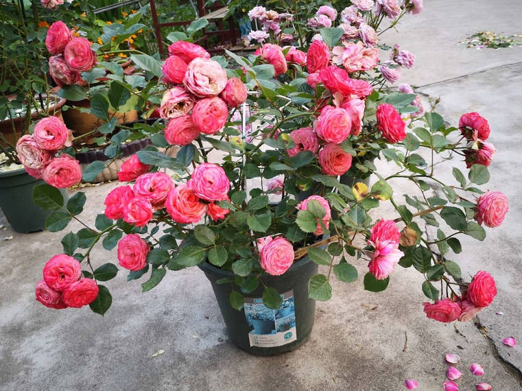 A rose in full bloom.