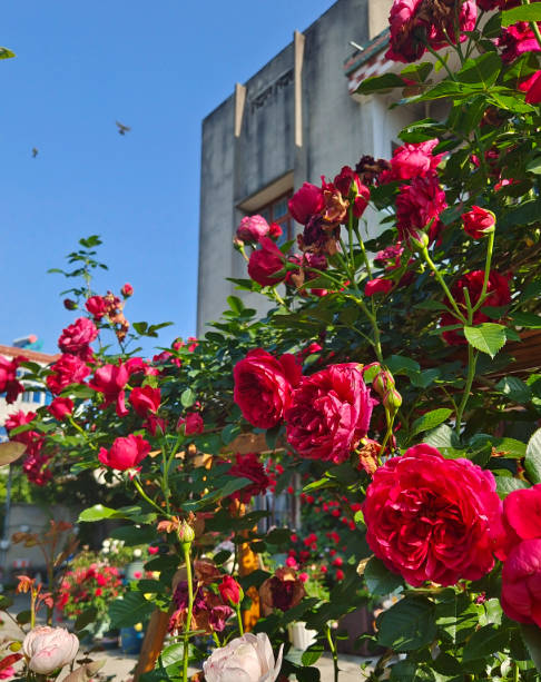 Many red roses