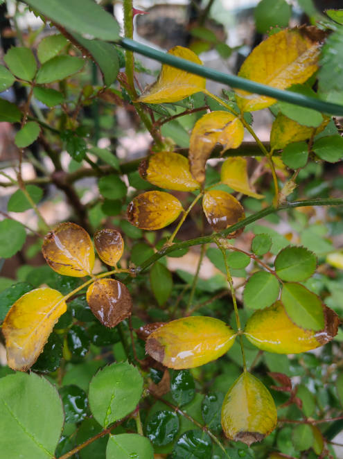Rose yellow leaves caused by excessive exposure to sunlight