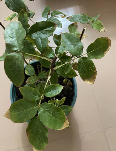 The rose has yellow leaves due to fertilizer damage.