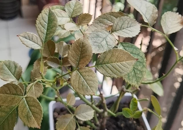 The rose has been attacked by pests and diseases, causing its leaves to turn yellow.