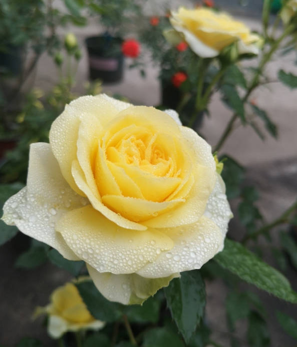 Organic Rose Fertilizers: Safe Summer Feeding