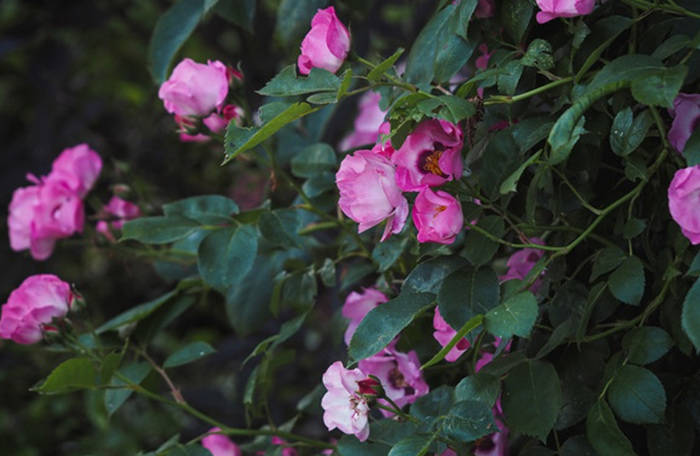 Persian Dawn Rose