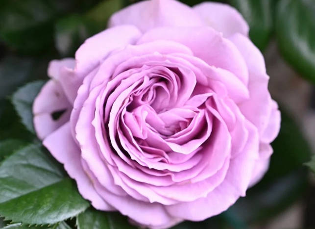 Quick Silver rose
