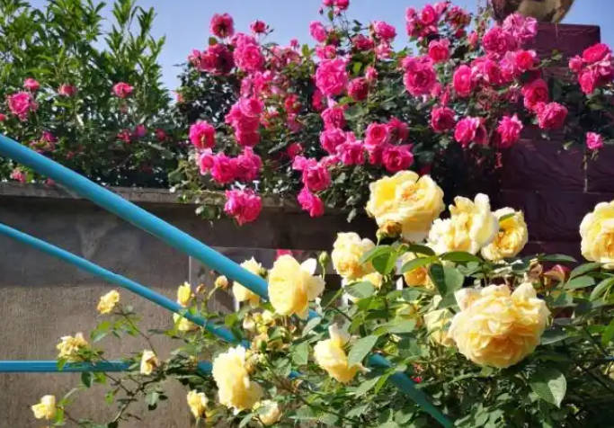 Blooming roses