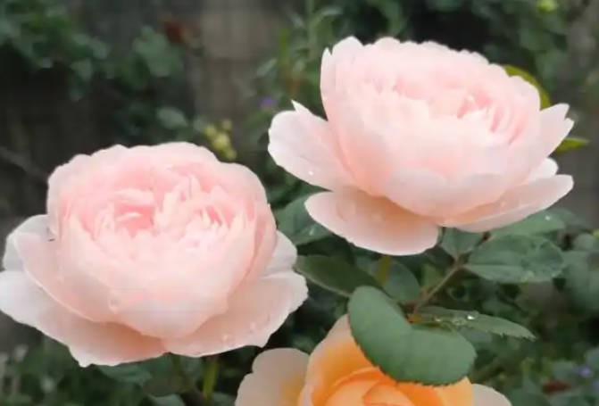 pink roses