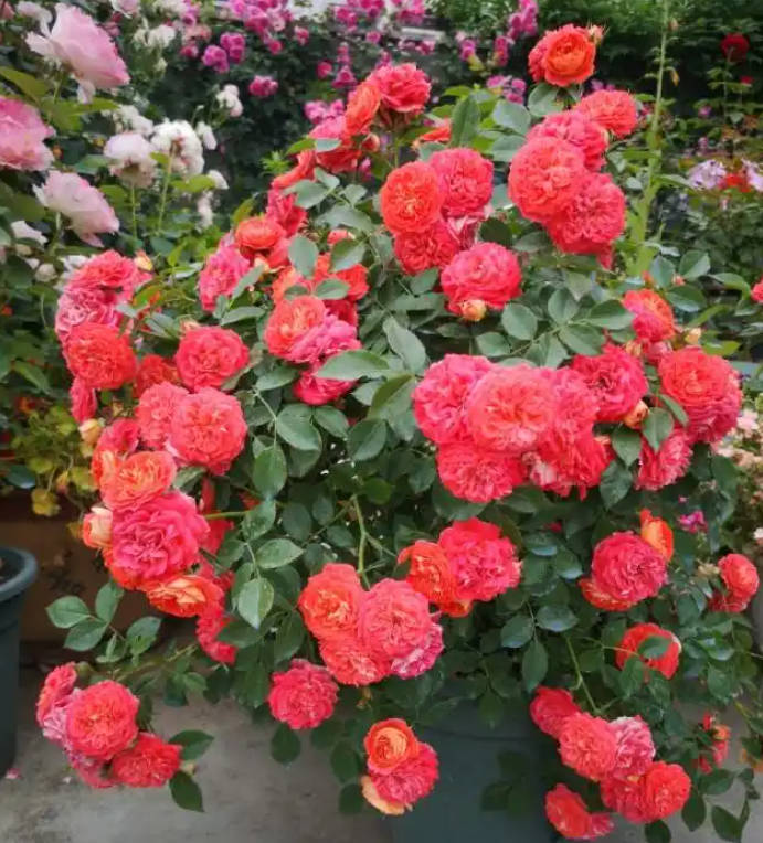 Exploding Rose