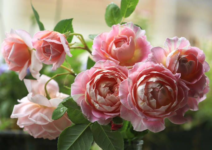 Pink rose