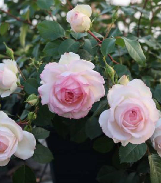 Many roses