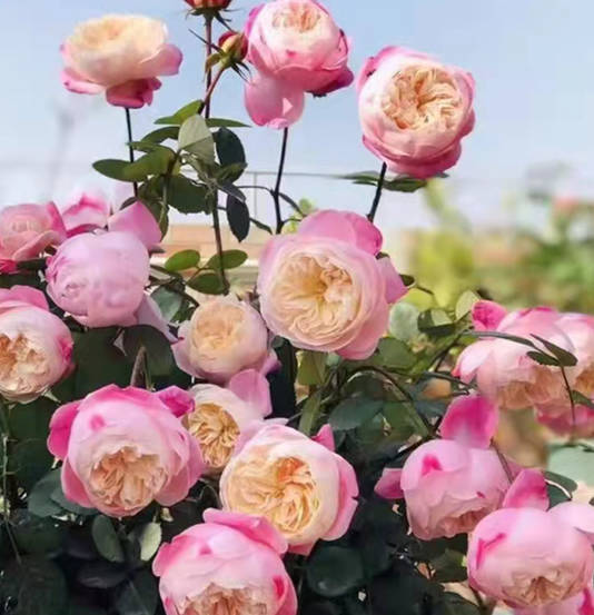 The roses are blooming beautifully.