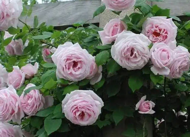 Pink roses grown in summer