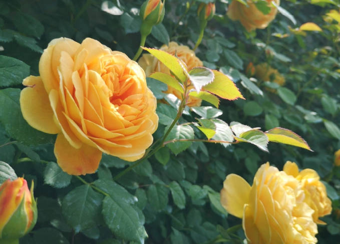 yellow rose