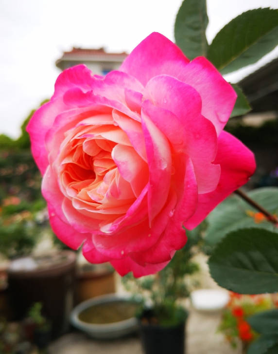 red rose