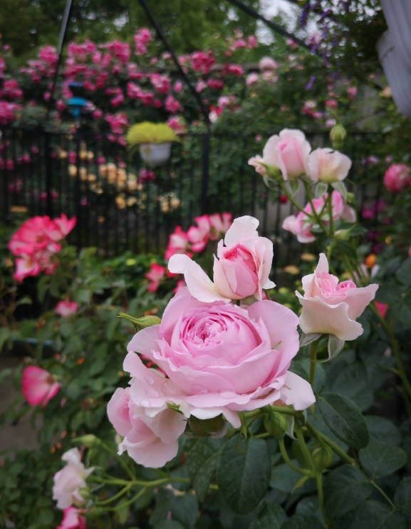 pale pink roses