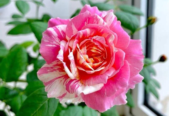 Red gradient rose
