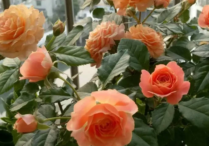 Summer-flowering roses