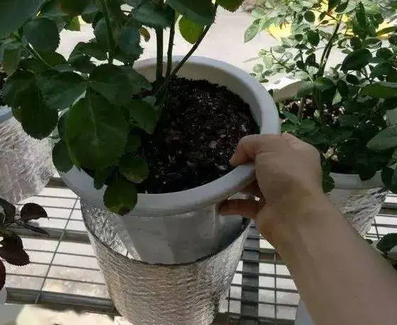 Keep the soil around the rose moist.