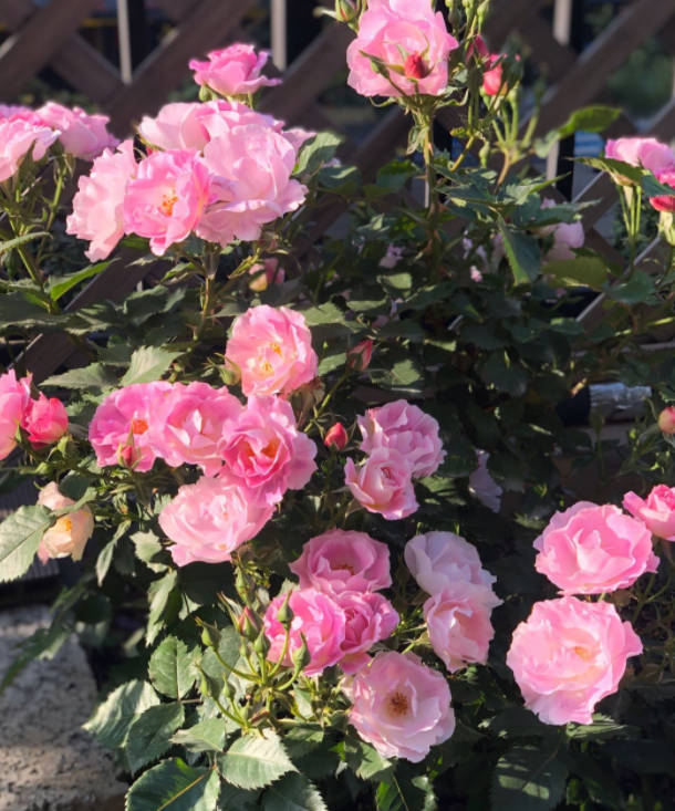 Beautiful roses in bloom during summer