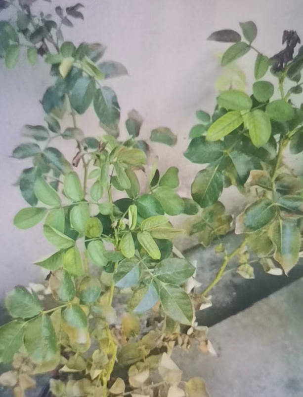 The rose leaves have turned yellow and curled up.