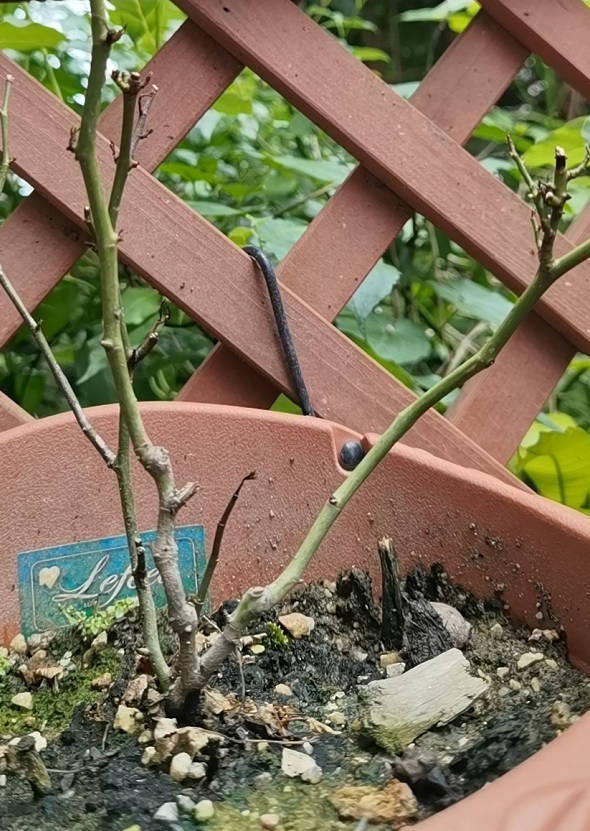 The branches of my potted rose are withering.