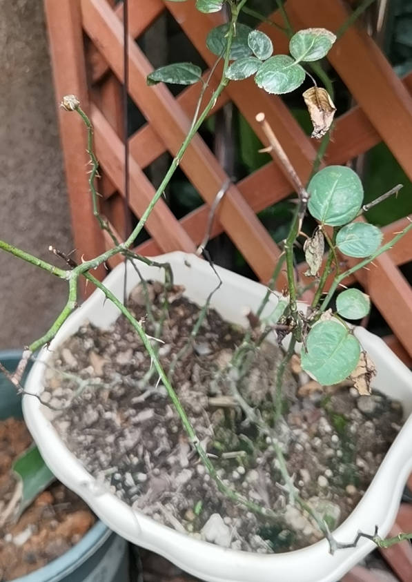 The rose branches have withered and turned black.