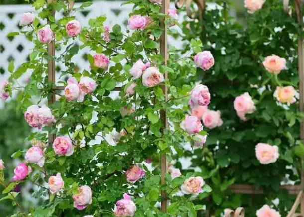 Flowering wall of roses