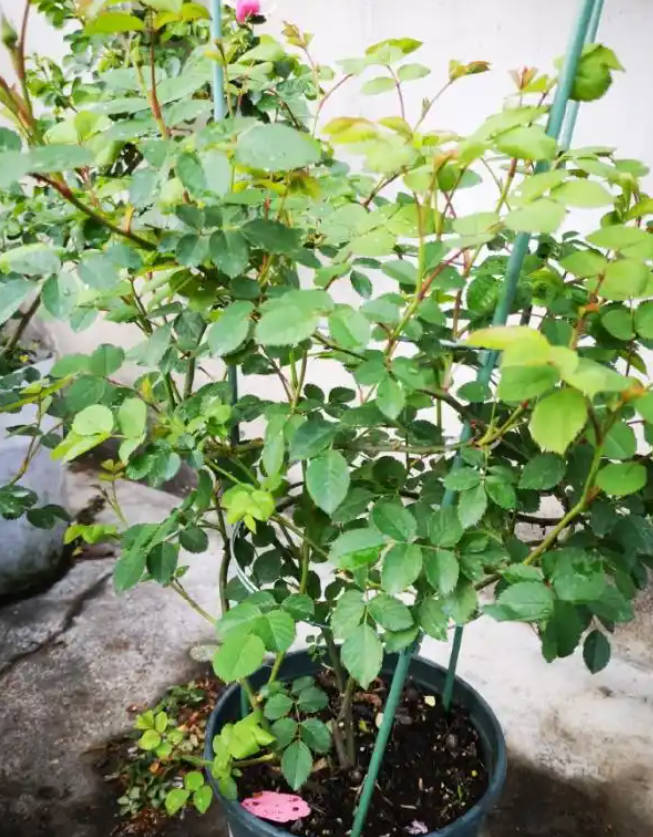 Watered rose seedlings
