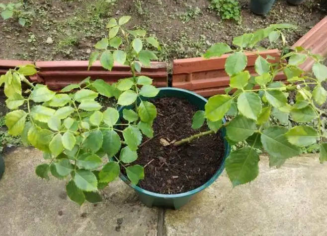 Weaker rose seedlings