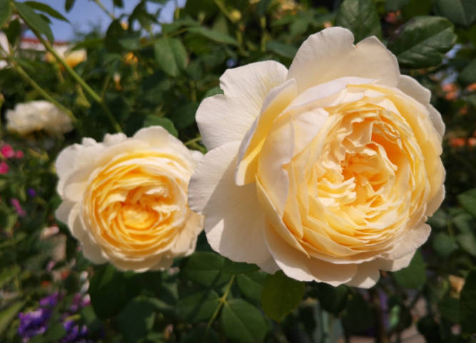 Yellow roses grown outdoors in pots