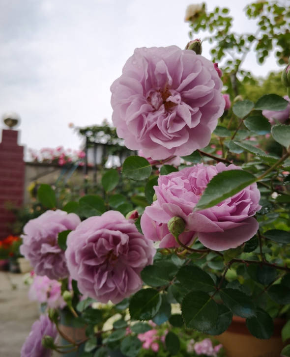 The roses planted in the ground are growing very well