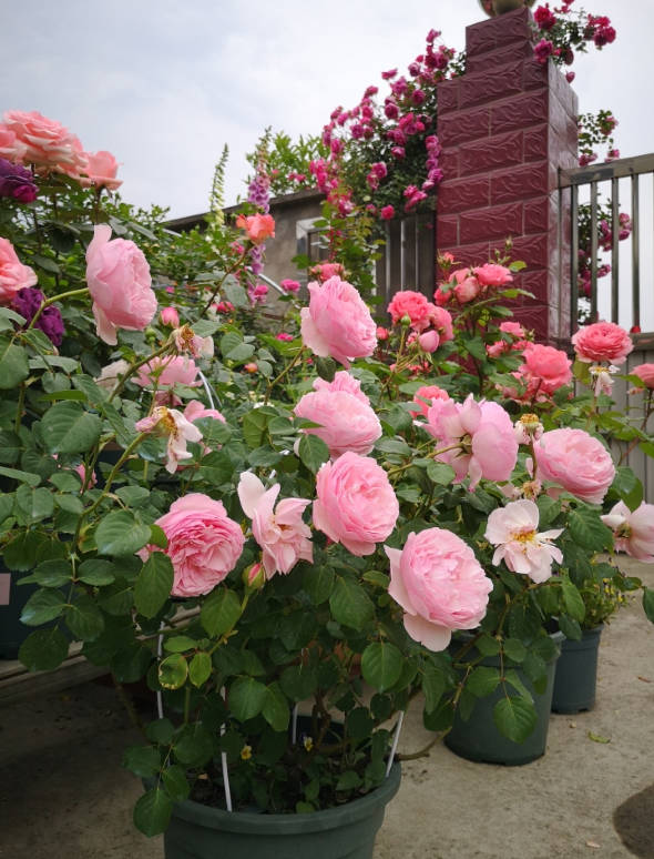 Outdoor potted roses
