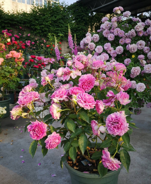 Potted roses suitable for placing on the balcony